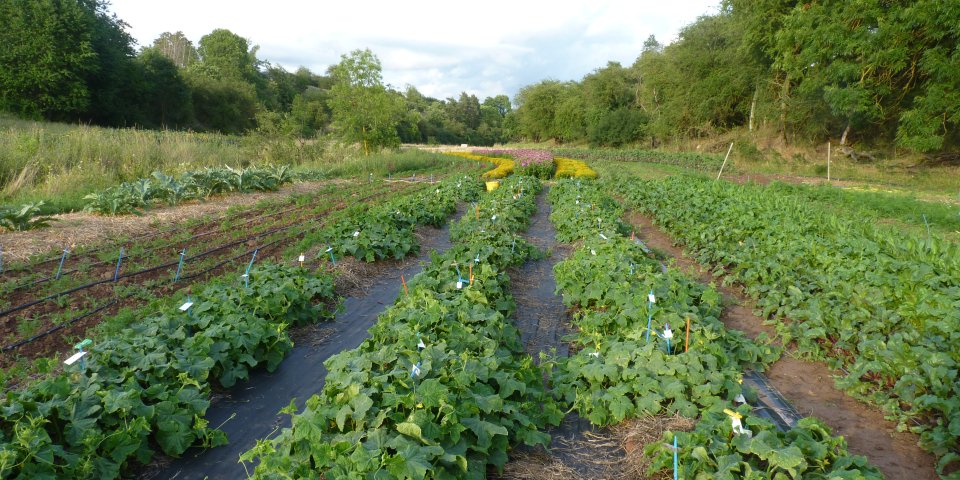 Gemüsezüchtung Gut Mönchhof