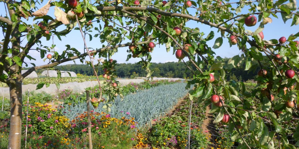 Gemüsezüchtung Kornelia Becker