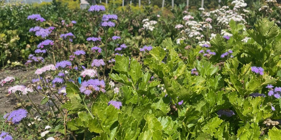 Loverendale-Ter Linde