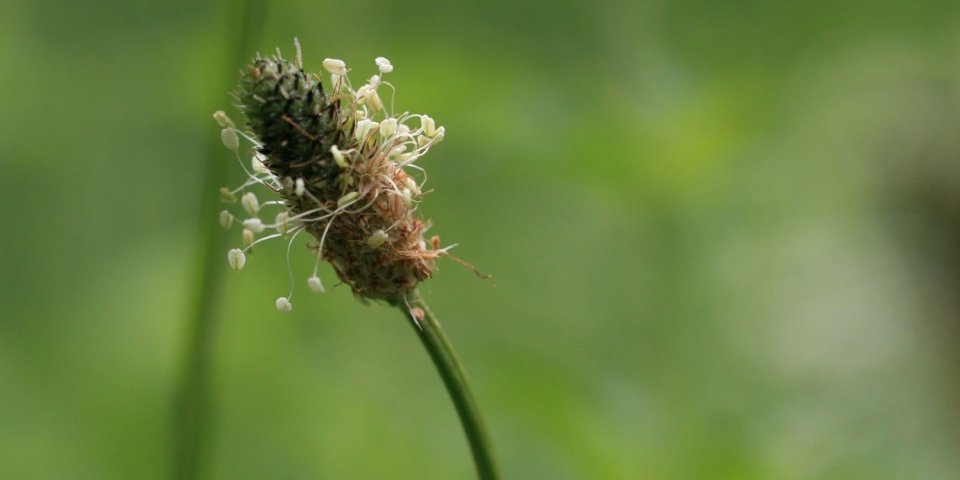 Hortus Officinarum